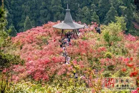 浙中杜鹃谷满山遍野别样红图片
