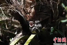 机关枪？夜鹰强势回归，满城尽是“哒哒”声图片