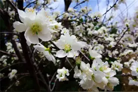 春风拂柳，你来鄂尔多斯，记得@我图片