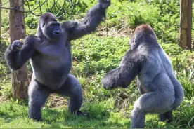 英国大猩猩表演精彩拳击赛 奋力为食物而战图片