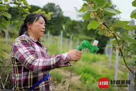 猕猴桃树种“性别”出错 达州果农30余万元投入打水漂图片