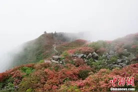 贵州丹寨漫山杜鹃红遍图片