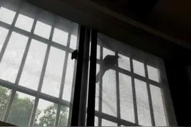 嗲！办公室窗外来了一对珠颈斑鸠夫妇，不仅搭了窝，还孵起了蛋宝宝……图片