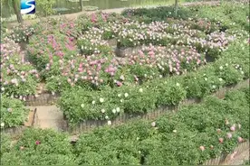 盛花期！谷雨三朝赏芍药 花仙迷径艳辰山视频封面