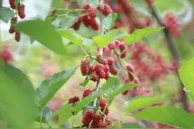 五一小长假“免门票” 南昌凤凰沟景区惠民万人行图片