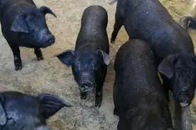 羡慕！庆元这群黑猪竟然喝泉水长大 天热还能游泳！图片