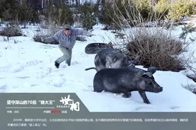 坚守深山的70后“猪大王”图片
