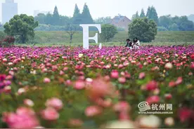 300亩玫瑰花已经开好了 富阳新沙岛变身“爱情岛”图片