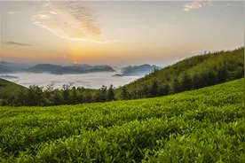 晋丰厚第六代传人谌小丰，安化黑茶传奇人物！图片