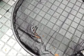 这条宠物蛇两度“越狱”离家出走 穿过三幢楼躲了三个月总算落网图片