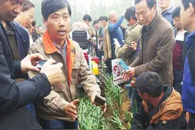 大蒜全程机械化省时省力蒜农夸图片