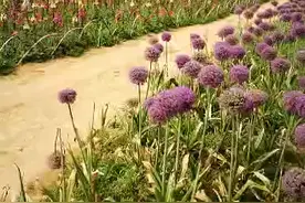 石象湖的花海真的很美！视频封面