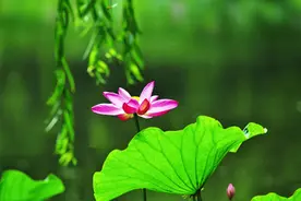 中国壁纸品牌排行榜图片