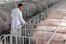 “曾月赚60万到月亏10万，不想干了！”养猪大户的十年养猪路图片