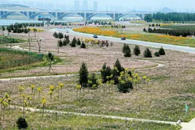 滹沱河花海500亩满天星盛开图片