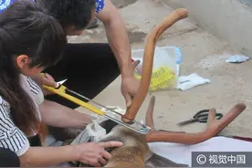 江苏盐城：直击鹿场鹿茸锯割全过程，每对可卖一两万图片