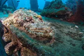 埃及发现二战时期英国海军沉船 长眠海底75年（组图)图片