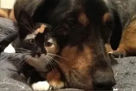 狗哥哥因病逝世，没想到下一秒小猫的举动让人忍不住心酸了一把图片