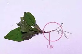 植物百科 | 了解植物大家庭（植物的根)图片