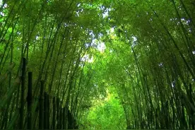 为啥海南人离不开竹子？原来它的用途大着呢！图片