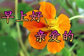 亲爱的，4月29，早上好！相爱彼此在心里，我在这永远等着你！视频封面