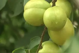 新泰市东杏山村油杏喜获丰收 年产量达5万多斤图片