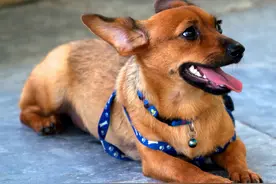 小鹿犬的逗比日常图片