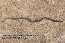 浙江现天下第一毒蛇白头蝰 至今无药可解视频封面