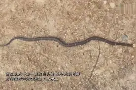 浙江现天下第一毒蛇白头蝰 至今无药可解