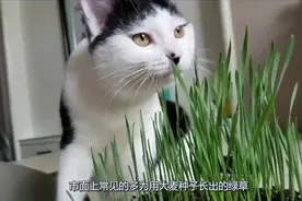 猫咪吐毛球用化毛膏，但铲屎官知道使用化毛膏注意的事项吗？