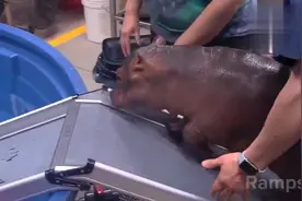 记录：一只人类饲养的小河马，从出生到长大的全过程
