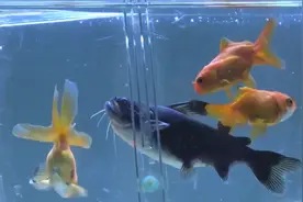 大嘴鲸吃金鱼：生动解释了啥叫“扮猪吃老虎”视频封面