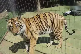 猫咪见到老虎的反应，吓的瑟瑟发抖！视频封面