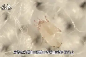 画眉鸟驯养：画眉鸟长螨虫了怎么办？教你几招实用办法视频封面