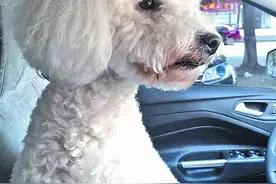 开车外出可以带宠物吗图片