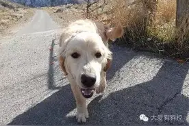 网友出门捡到了一只小金毛，并最终陪它等来了主人图片