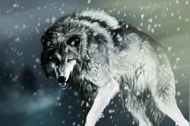 三种最强狼种类，北美灰狼体型最大，俄罗斯狼耐力强，西北狼凶狠图片