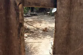 见摄者：小狗的目光，有大山的安静与忧伤图片