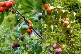 一棵果树嫁接出40种水果，你见过吗？图片