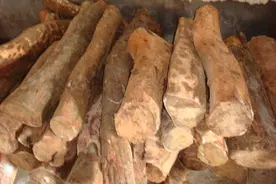 几种檀木的一些专业知识，快来了解！图片