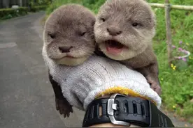 水獭的最萌瞬间，只要看到食物就会露出它小恶魔的真面目图片