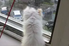 《我的猫》只是想记录一下你，然后到老了去回忆！图片