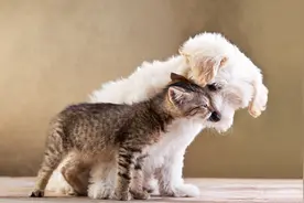 猫猫狗狗秀恩爱，单身汪们不要觉得太虐哦图片