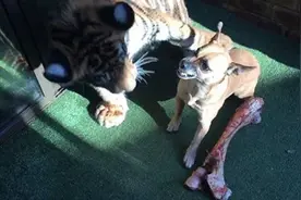 狗狗为了一根骨头竟然怒吼痛打老虎！没想到老虎却做出这种反应图片