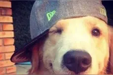 一只金毛卖了118万，揭秘最贵金毛怎么养成图片