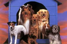 还能不能相处了？养狗的邻居我有几句话要对你说!图片