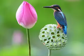 小气抠门，但赚得多的3大生肖！图片