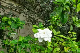 尽日不归处，一庭栀子香——雨中栀子，缘遇花开！图片