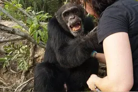 大猩猩实验后被抛弃，当人类靠近时，它竟张开双手让人感动！图片