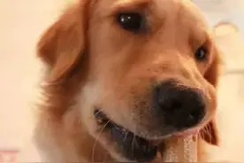 夏日狗狗垃圾食品排行榜图片